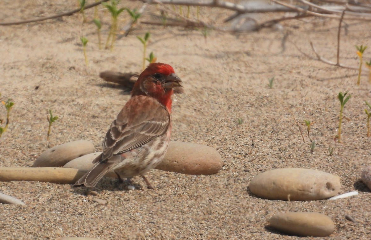 House Finch - ML620498452