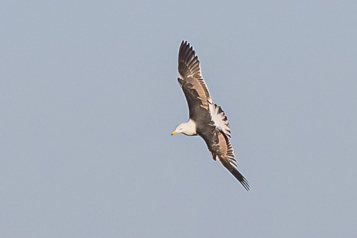 Gaviota Cocinera - ML620498455