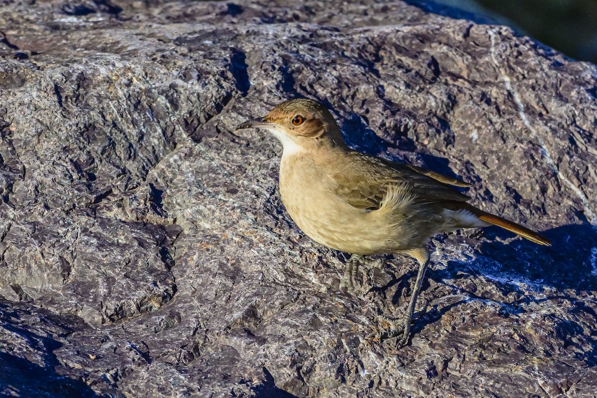 Rufous Hornero - Amed Hernández