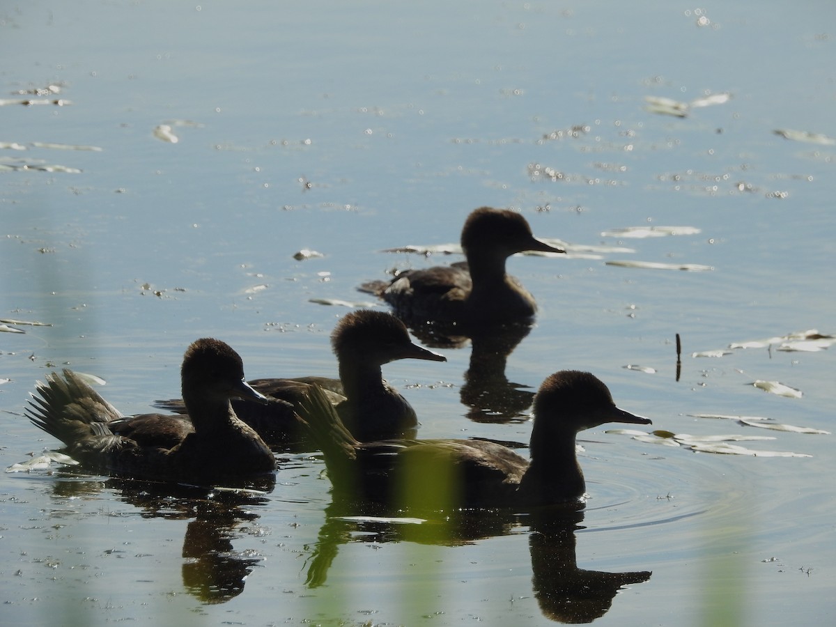 Hooded Merganser - ML620498462
