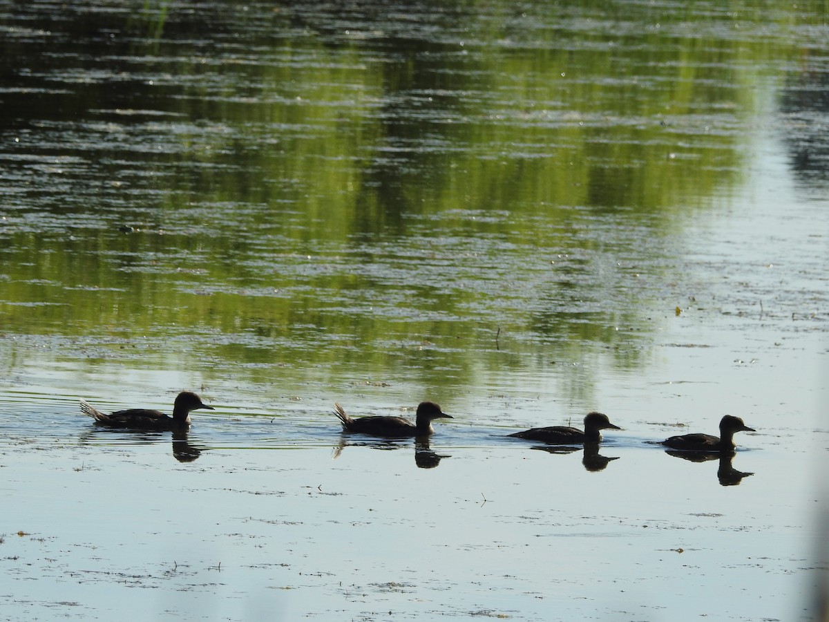 Hooded Merganser - ML620498463