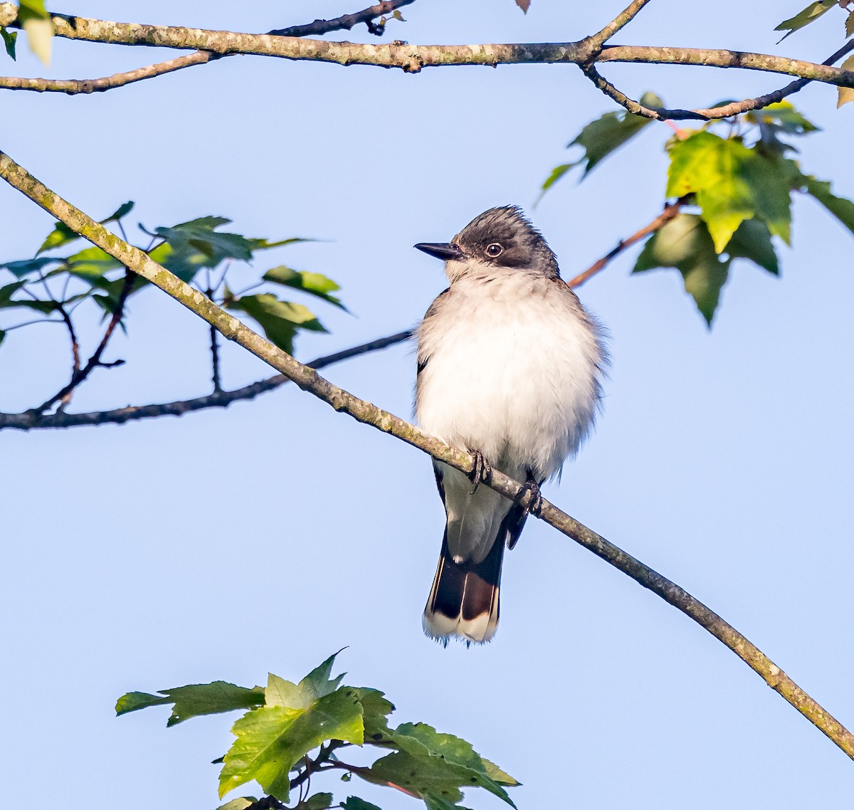 Eastern Kingbird - ML620498465