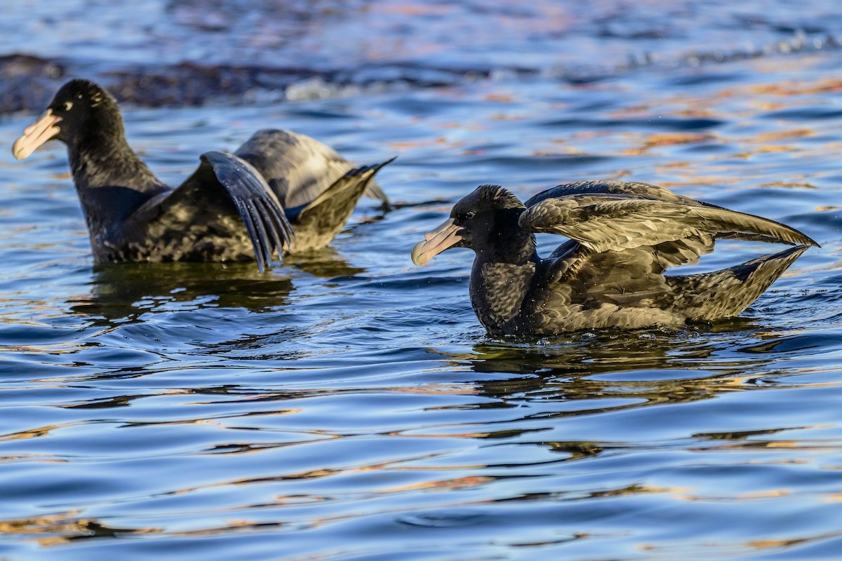 Riesensturmvogel - ML620498468