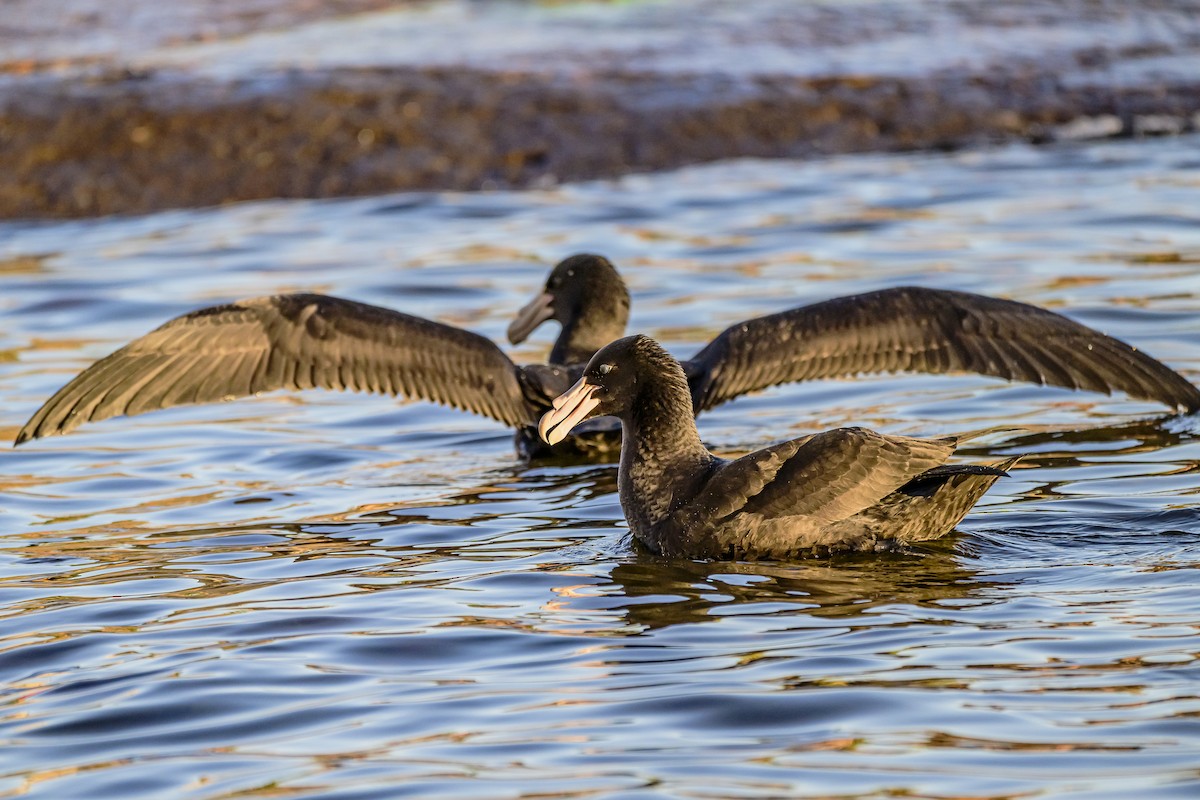 Southern Giant-Petrel - ML620498469