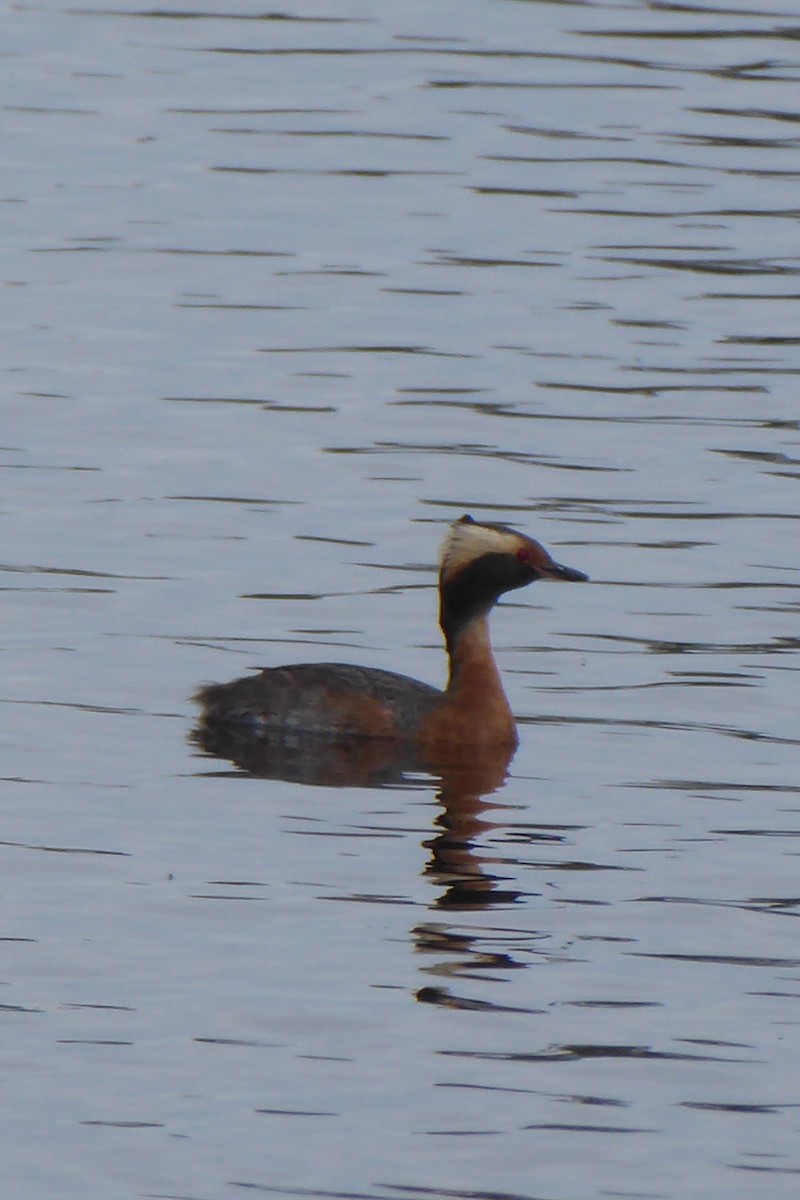 Horned Grebe - ML620498471