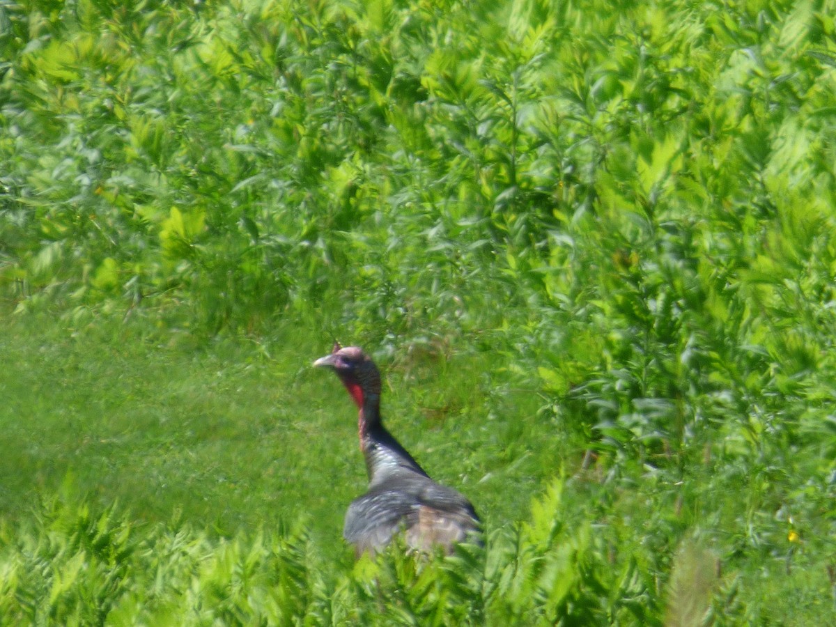 Guajolote Gallipavo - ML620498473