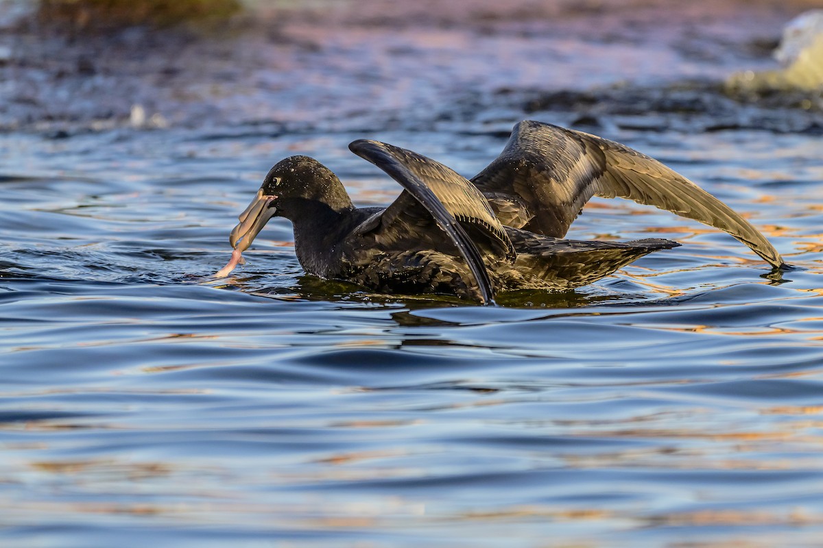 Riesensturmvogel - ML620498476