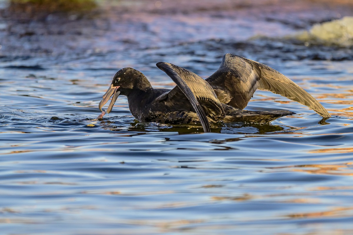 Southern Giant-Petrel - Amed Hernández