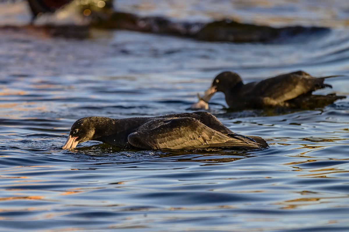 Southern Giant-Petrel - Amed Hernández