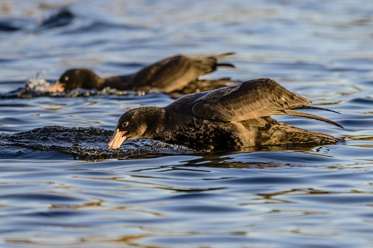 Riesensturmvogel - ML620498480