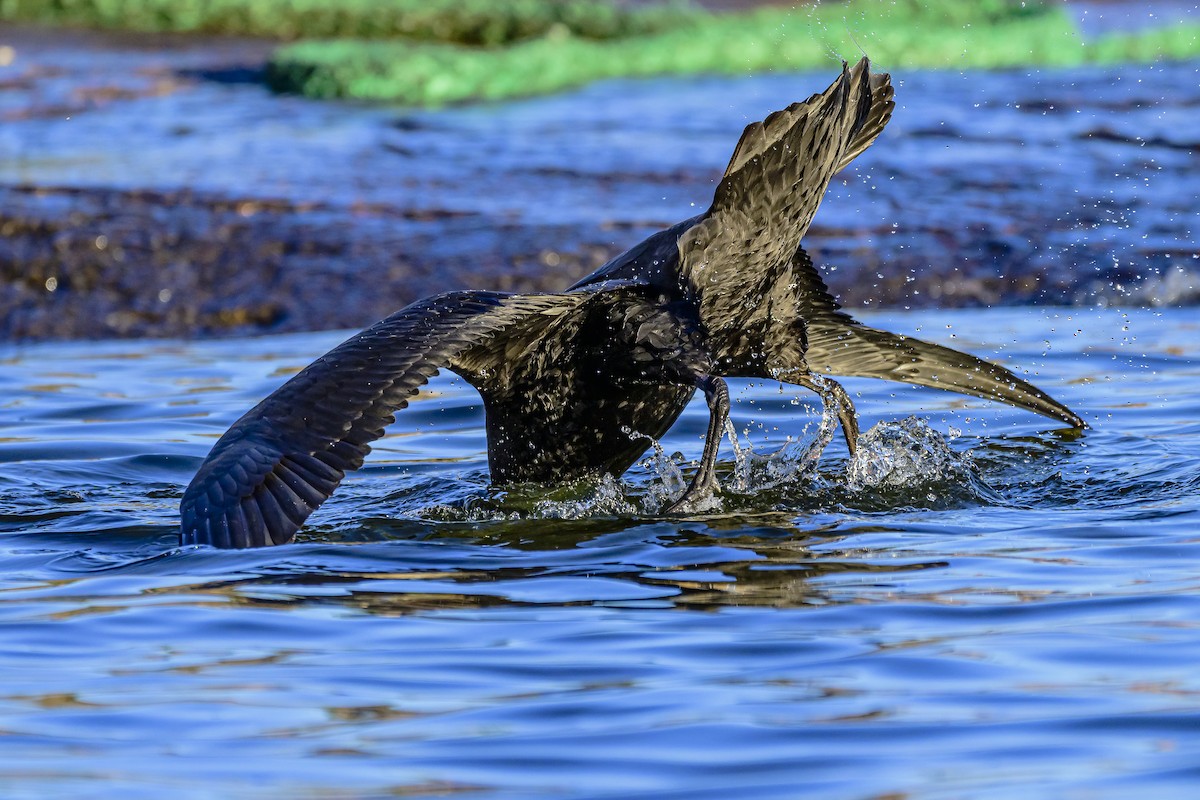 Riesensturmvogel - ML620498481