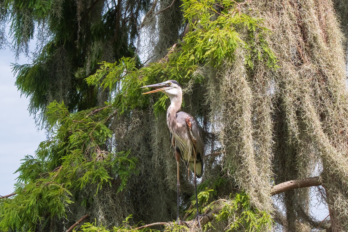 Great Blue Heron - ML620498490