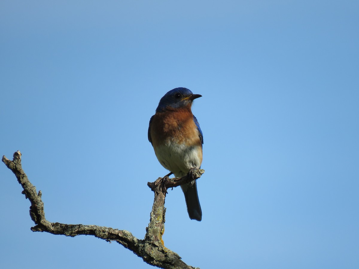 Eastern Bluebird - ML620498493