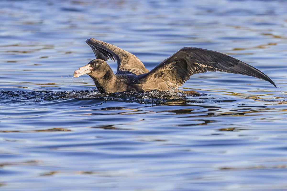 Southern Giant-Petrel - ML620498508