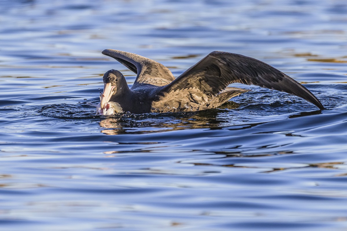 Southern Giant-Petrel - ML620498509