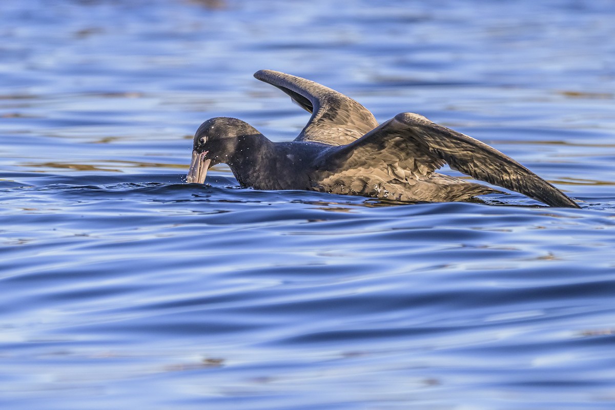 Riesensturmvogel - ML620498510