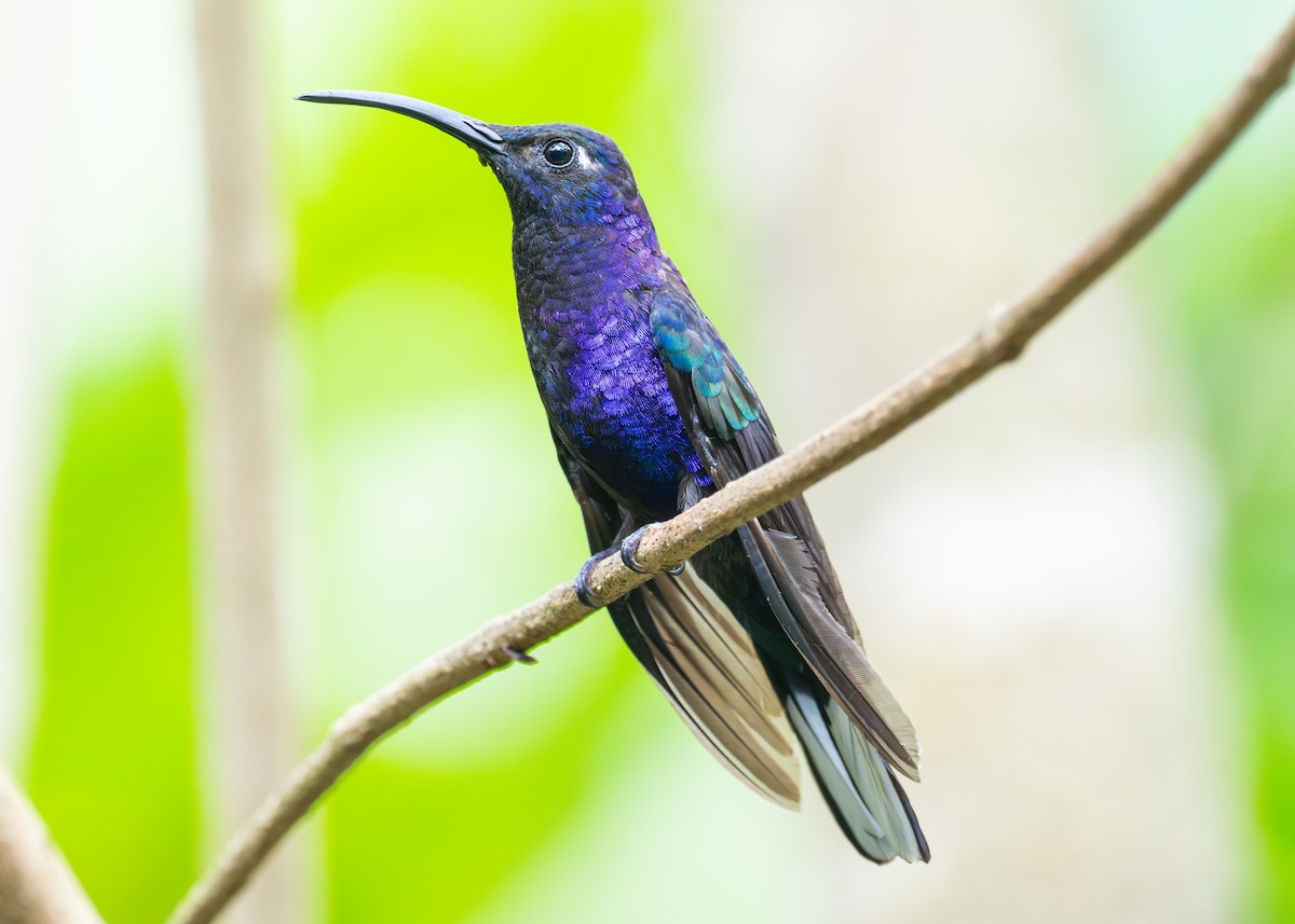 Colibrí Morado - ML620498511