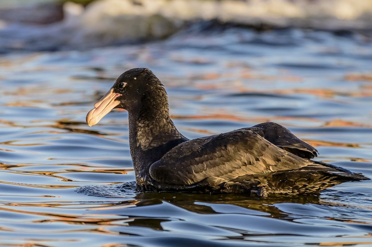 Southern Giant-Petrel - ML620498512