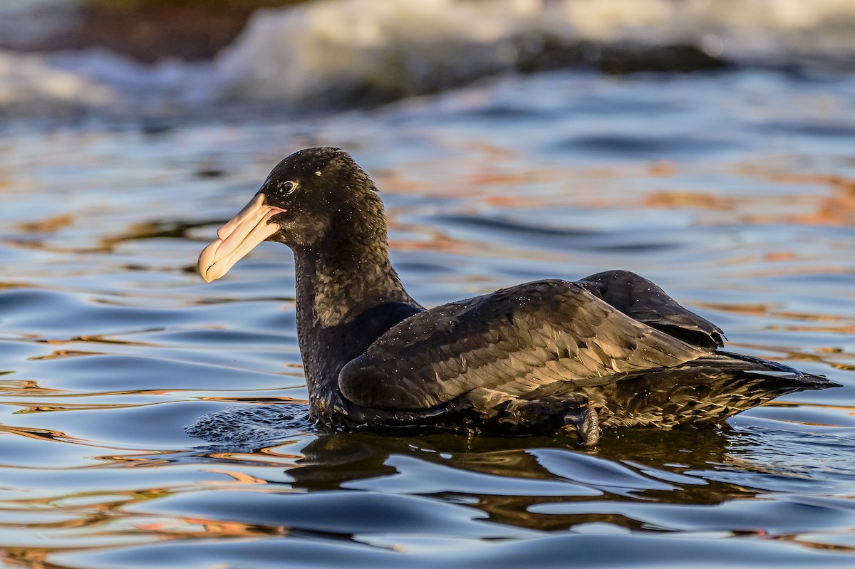 Southern Giant-Petrel - Amed Hernández