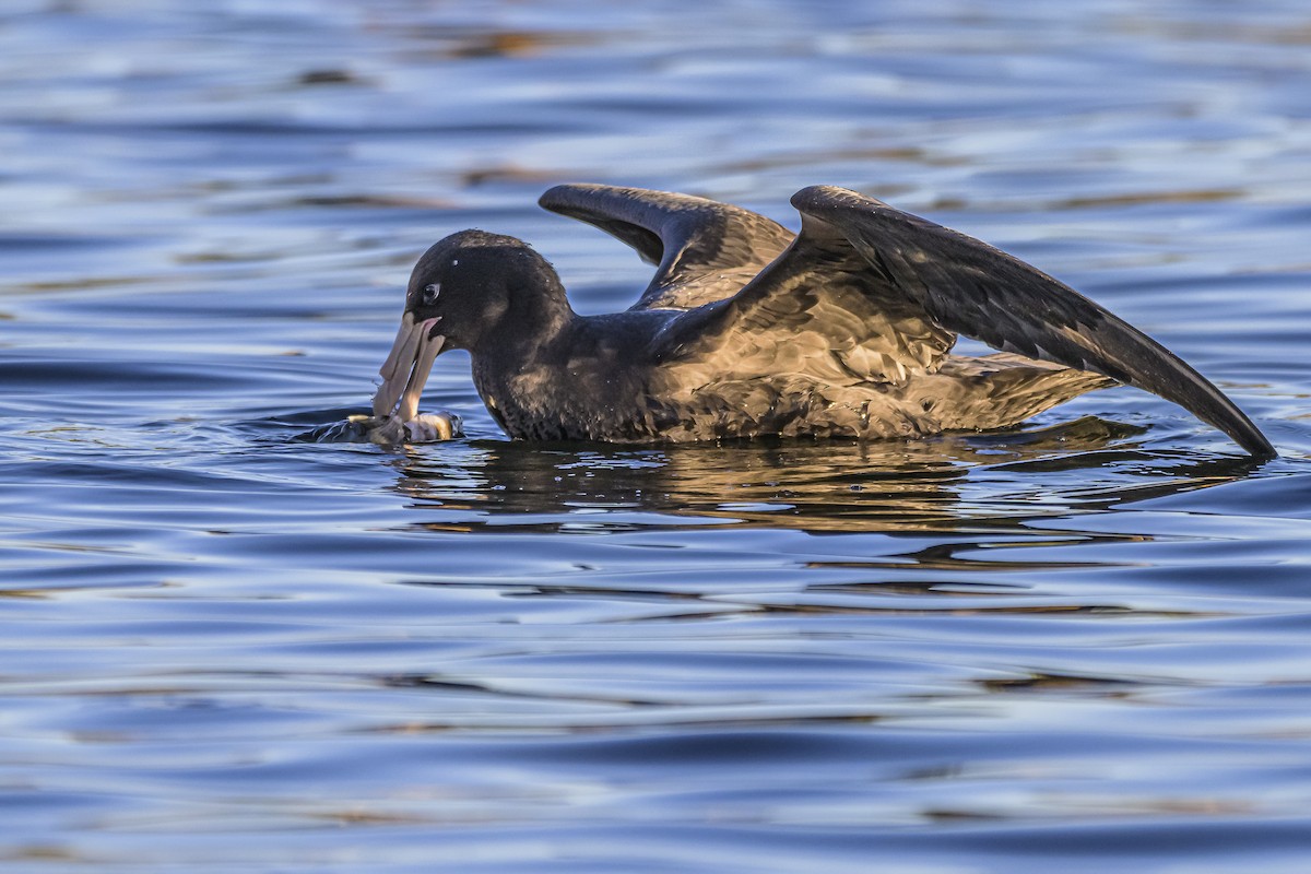 Southern Giant-Petrel - ML620498516