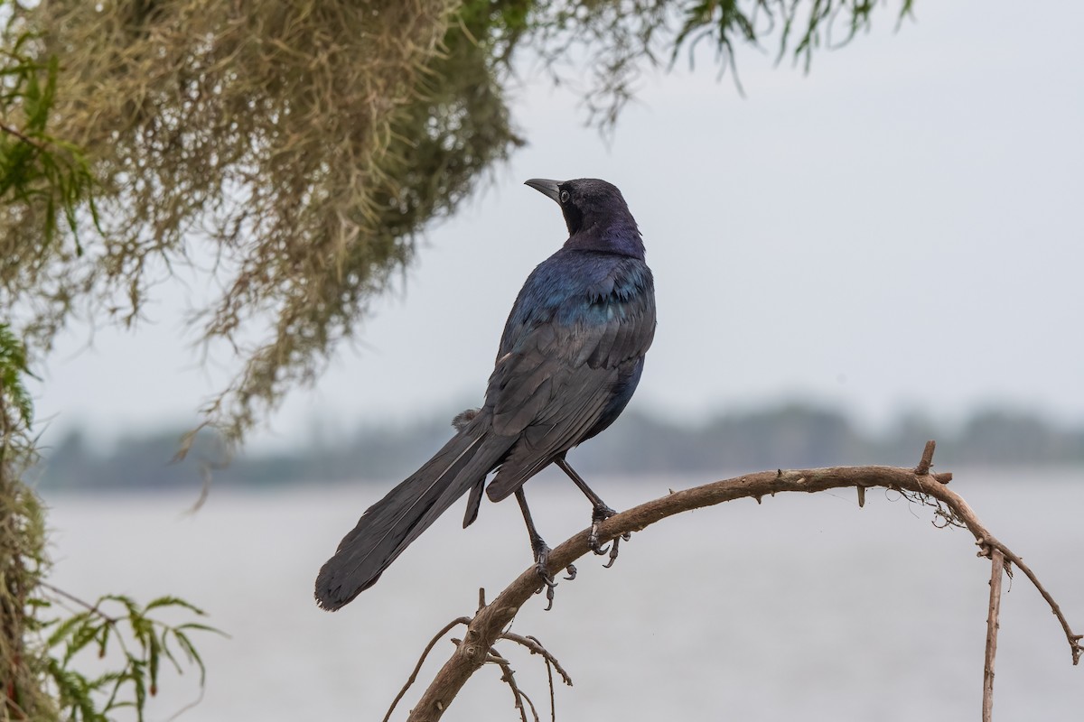 Boat-tailed Grackle - ML620498519