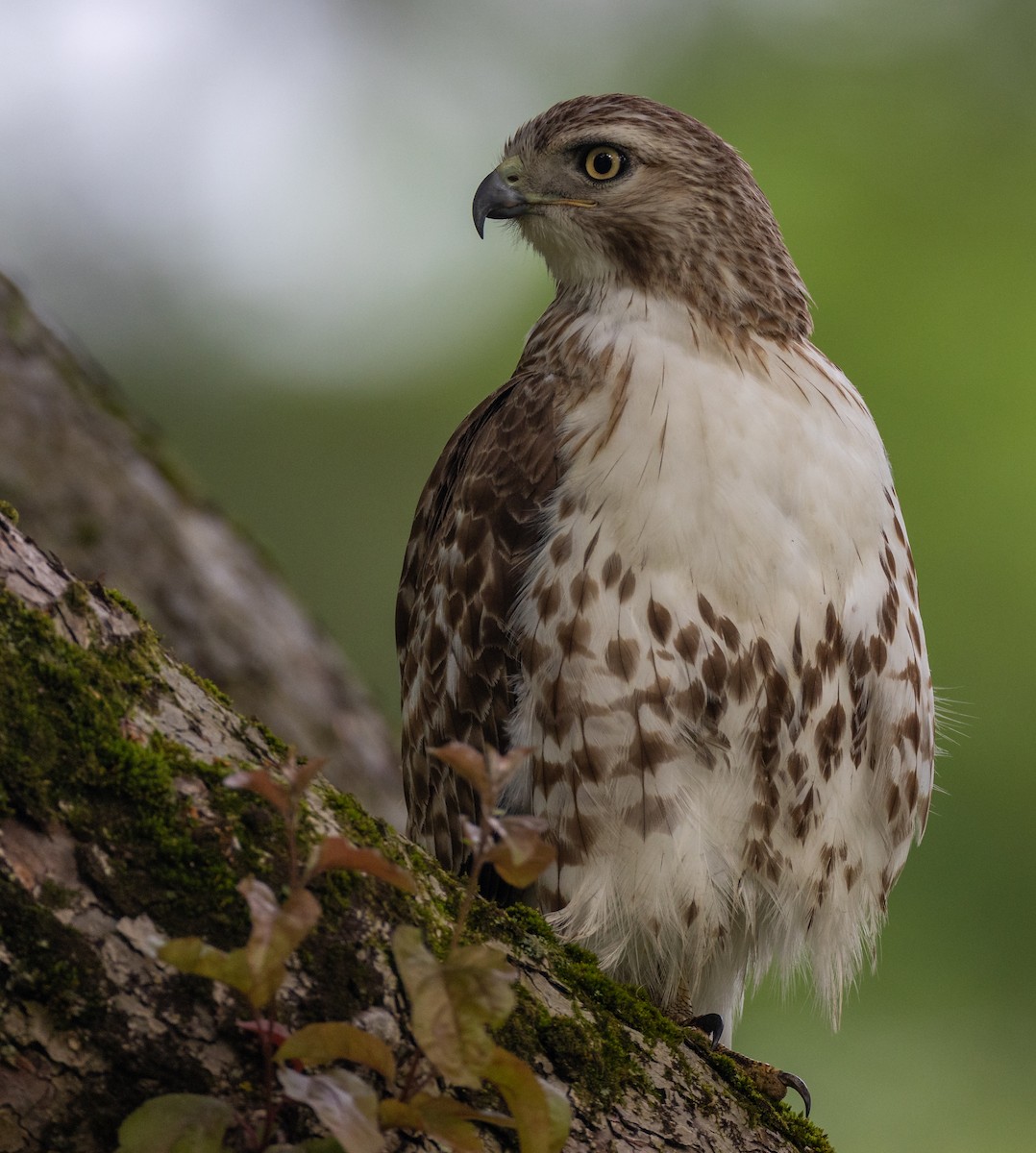 Red-tailed Hawk - ML620498534