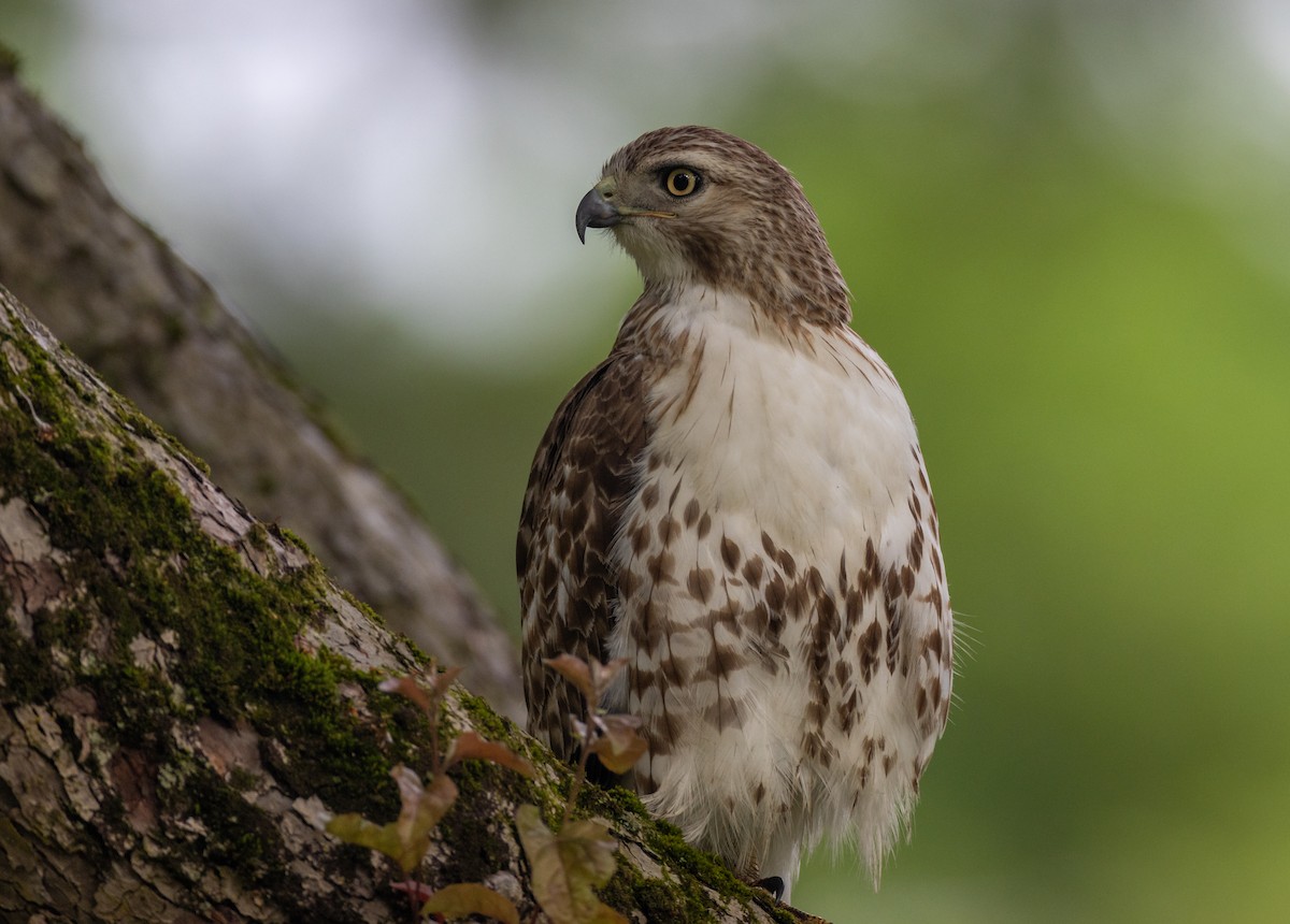 Red-tailed Hawk - ML620498537