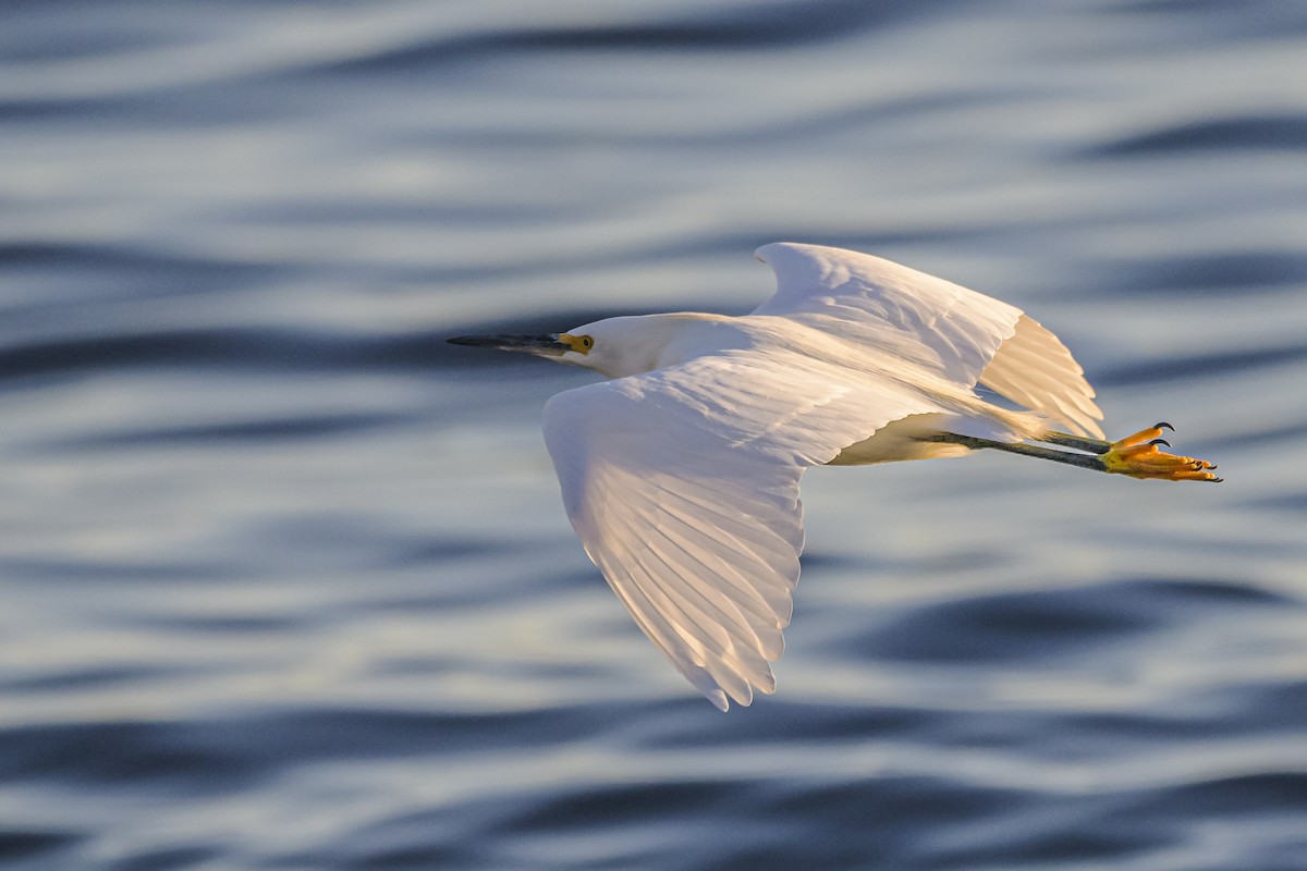 Snowy Egret - ML620498545