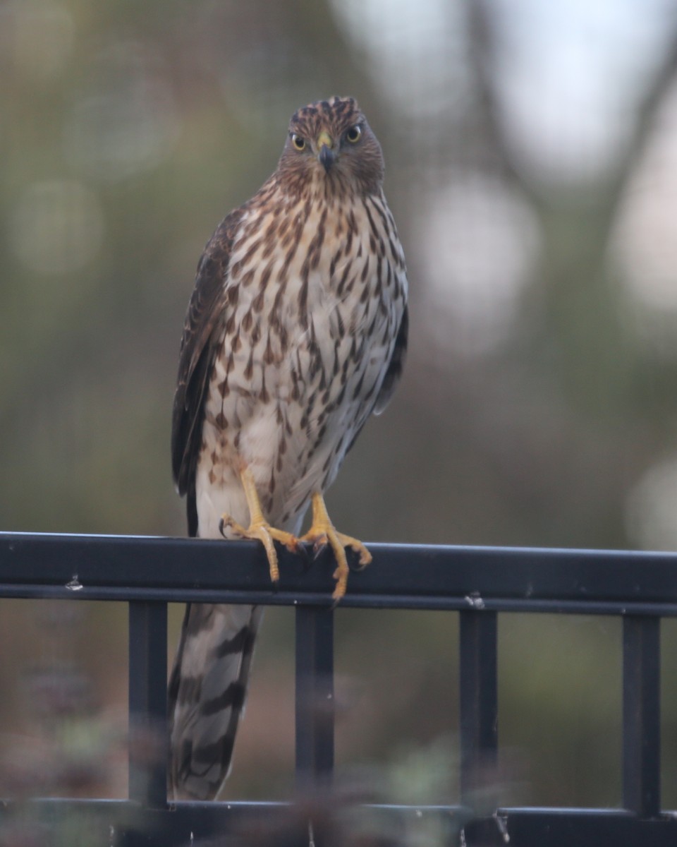 Cooper's Hawk - ML620498553