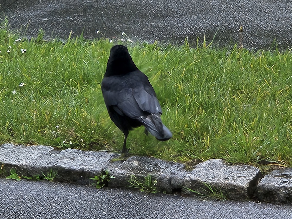 Carrion Crow - ML620498557