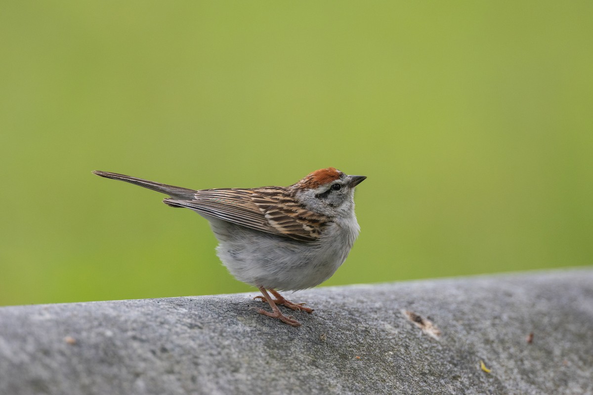 Chipping Sparrow - ML620498558