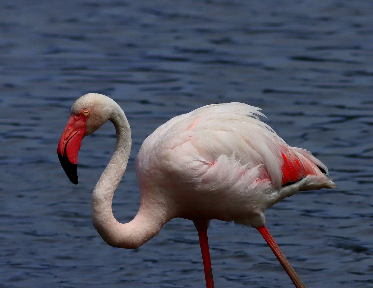 Greater Flamingo - ML620498560