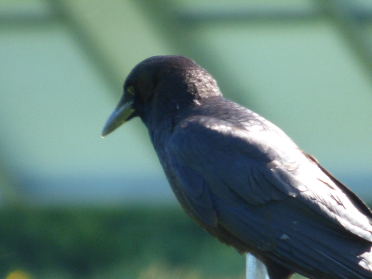 American Crow - ML620498561