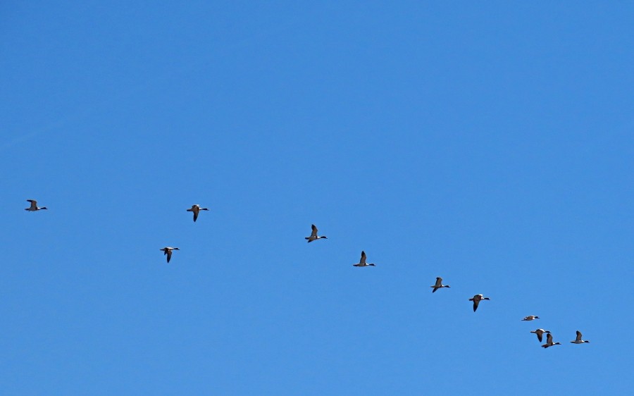 Common Shelduck - ML620498563