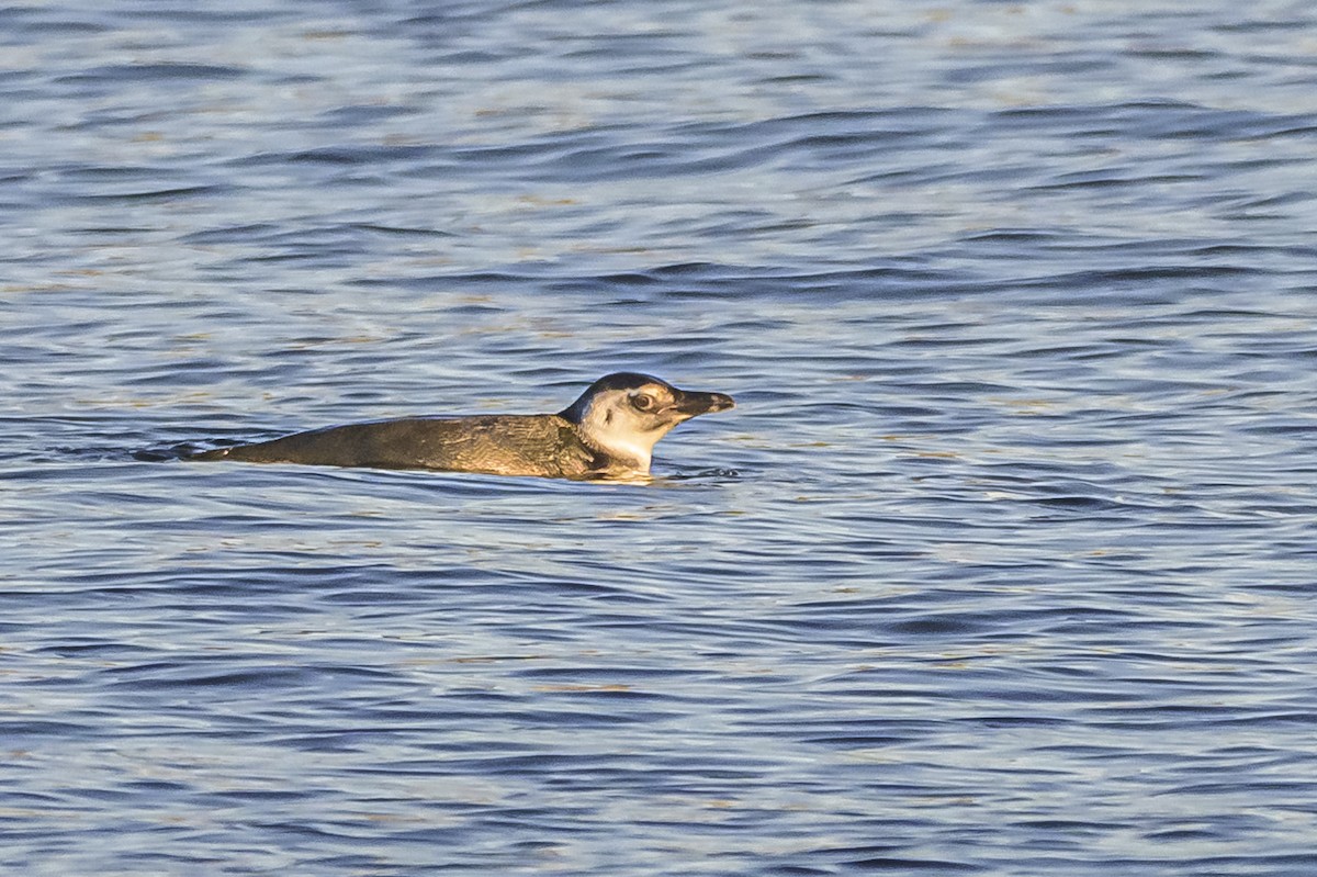 マゼランペンギン - ML620498568