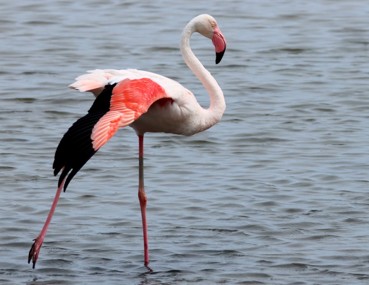 Greater Flamingo - ML620498573