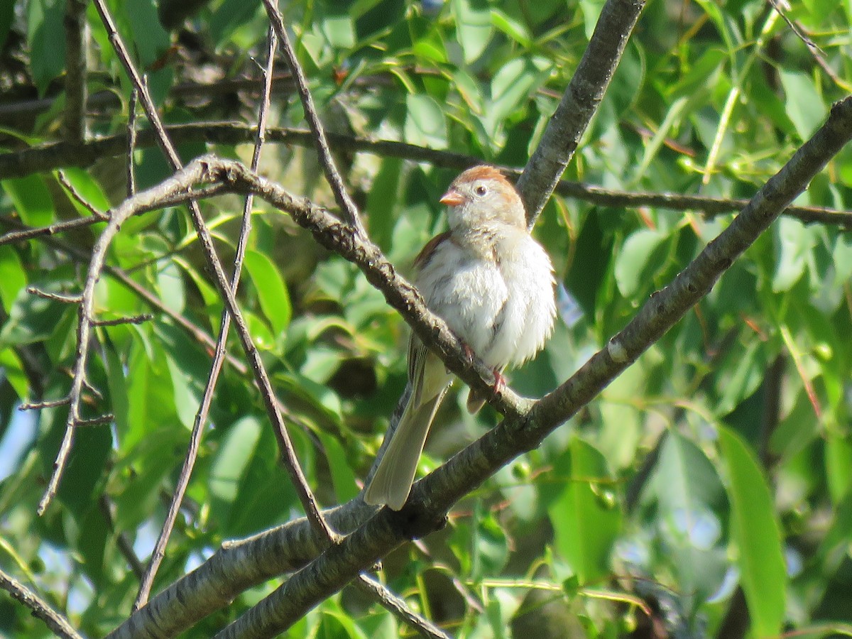 Field Sparrow - ML620498577