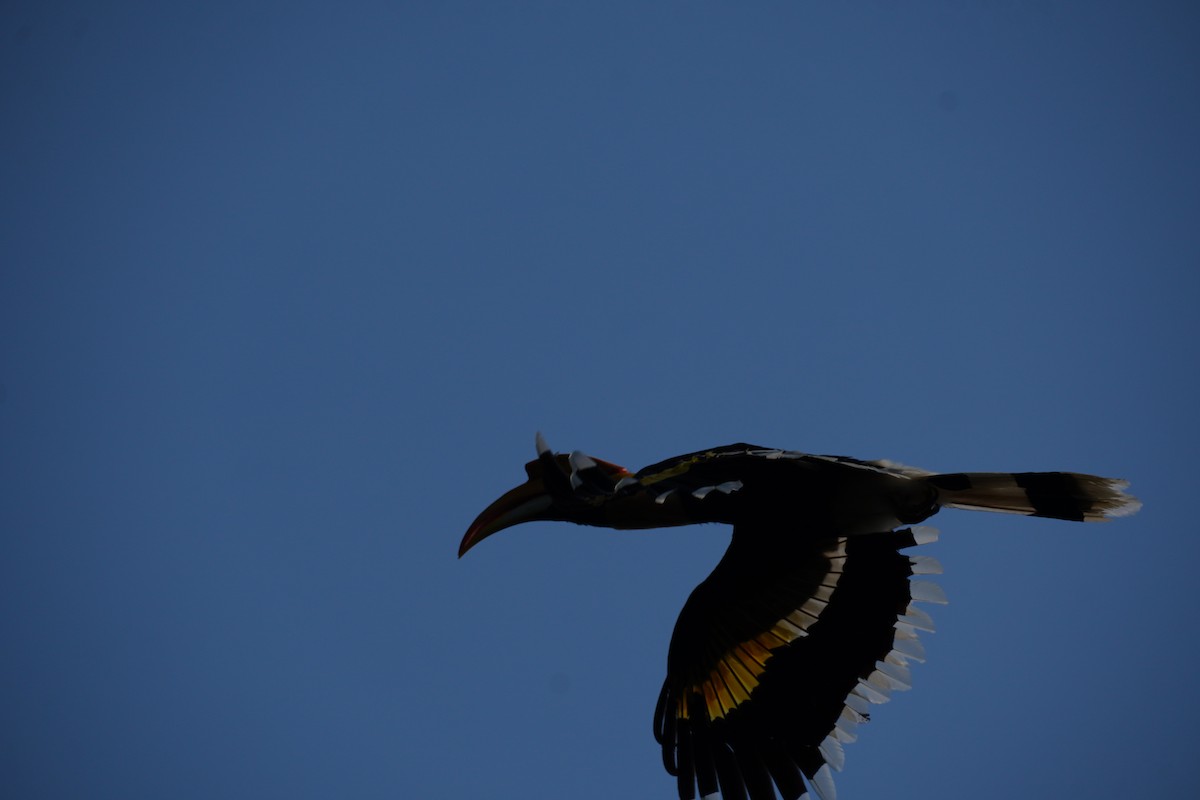 Great Hornbill - ML620498578