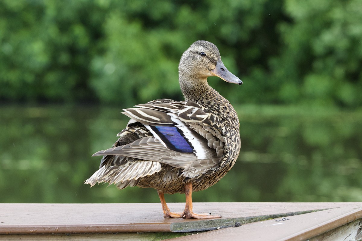 Mallard - ML620498585