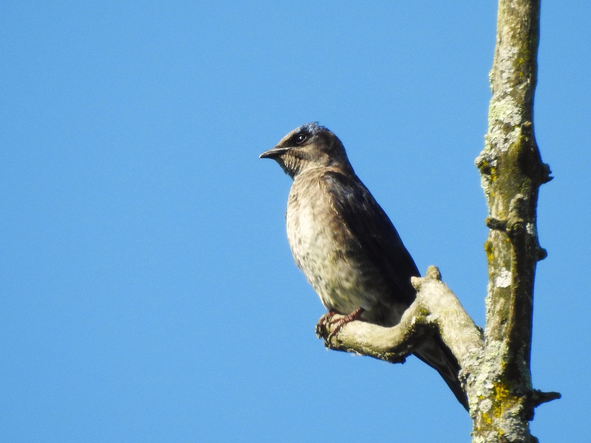 Purple Martin - ML620498588