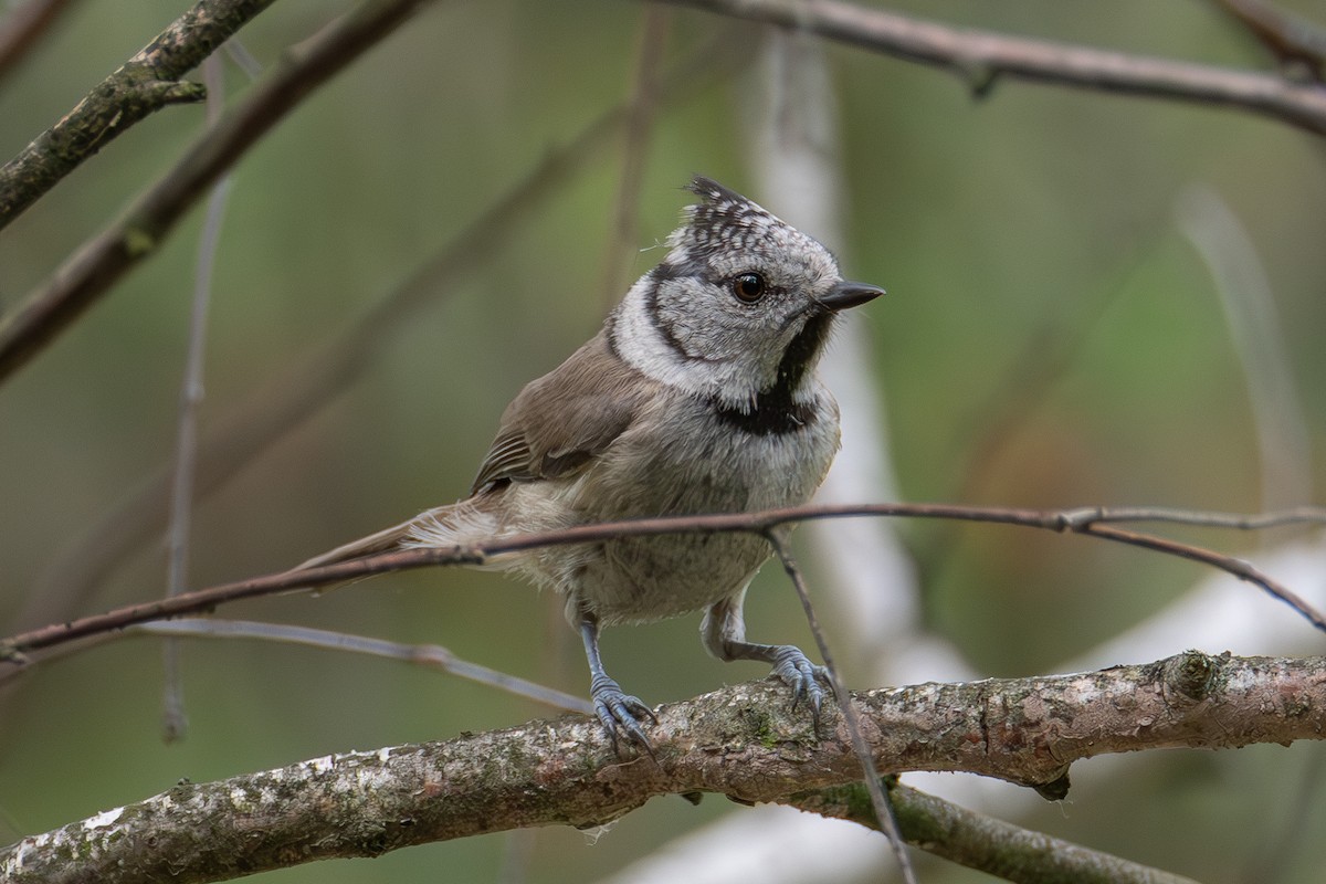 Crested Tit - ML620498591