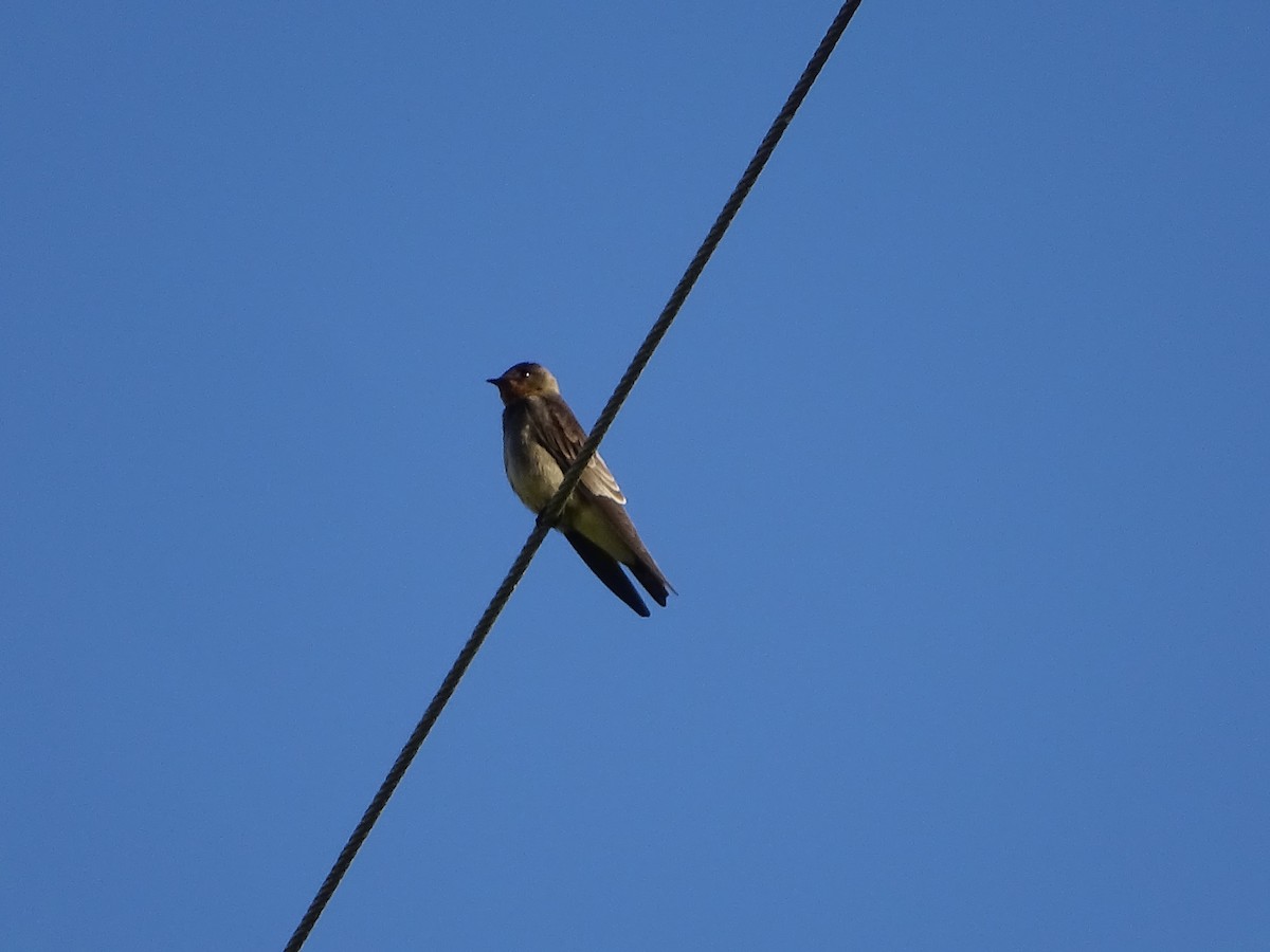 Southern Rough-winged Swallow - ML620498593