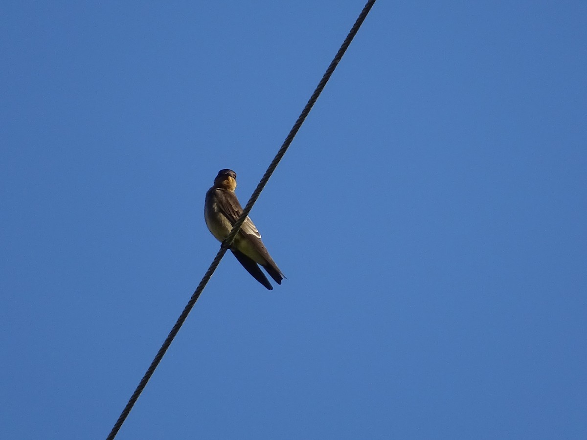 Hirondelle à gorge rousse - ML620498594