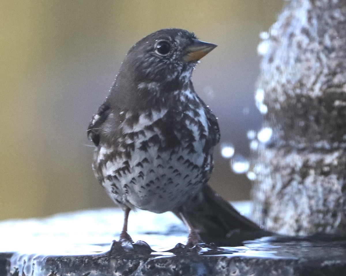 Fox Sparrow - ML620498597