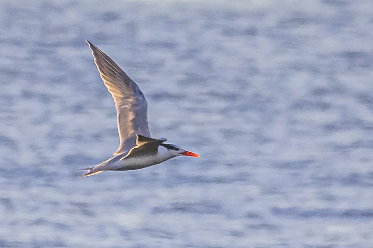 Royal Tern - ML620498599