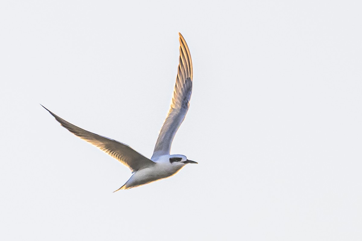 Snowy-crowned Tern - ML620498601