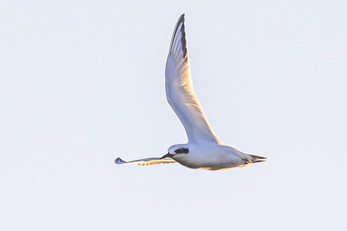 Snowy-crowned Tern - ML620498604