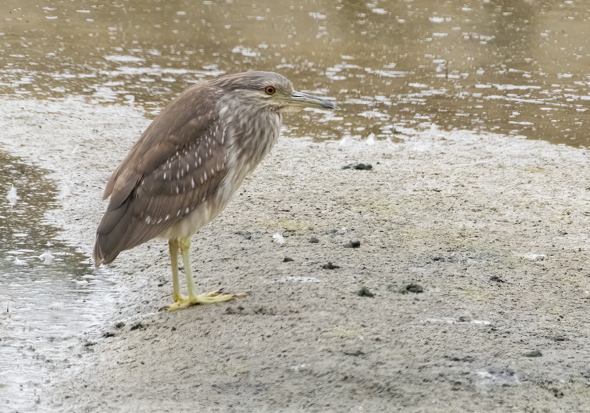 Black-crowned Night Heron - ML620498605