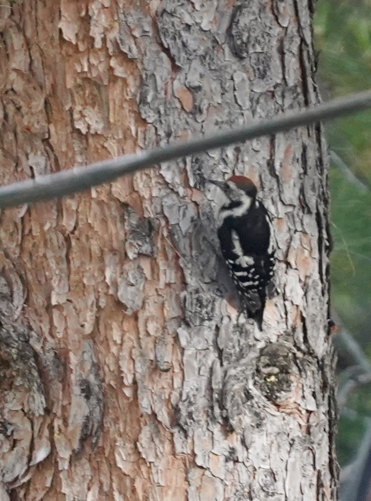 Middle Spotted Woodpecker - ML620498606