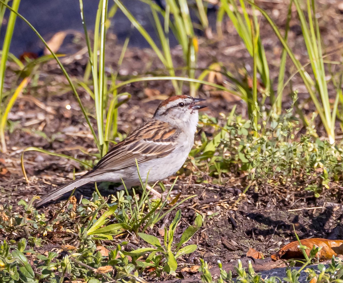 Chipping Sparrow - ML620498611